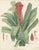 Antique Botanical Lithograph, Billbergia Thyrsoidea, de Vriese 1856 : A bold and visually striking mid-19th century...
