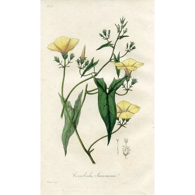 Original hand-colored engraving from “Medical Botany”, a medical reference published in England in the early 1800s. Each...