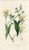 Original hand-colored engraving from “Medical Botany”, a medical reference published in England in the early 1800s. Each...