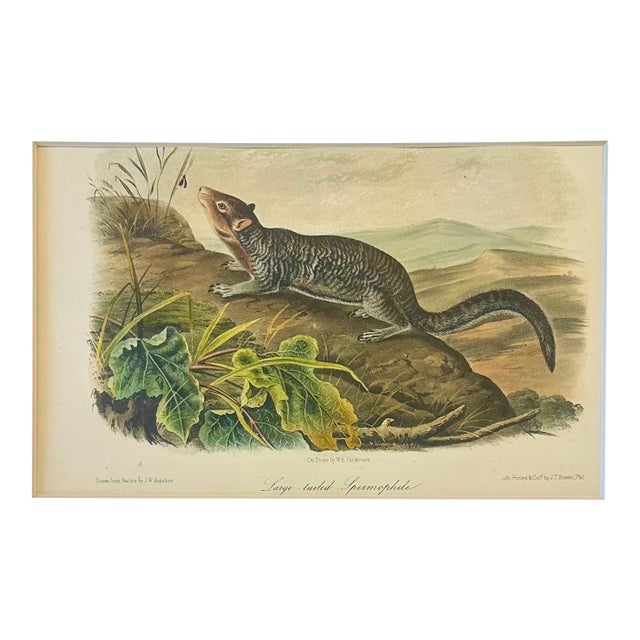 Rock Squirrel (Spermophile) by John James Audubon, Original 1st Edition Octavo, 1842 For Sale