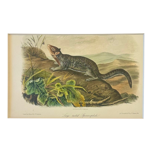Rock Squirrel (Spermophile) by John James Audubon, Original 1st Edition Octavo, 1842