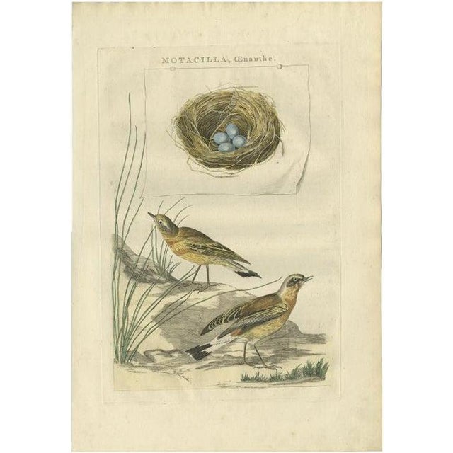 Late 18th Century Sepp & Nozeman, Northern Wheatear, 1789, Paper For Sale - Image 5 of 5
