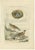 Late 18th Century Sepp & Nozeman, Northern Wheatear, 1789, Paper For Sale - Image 5 of 5