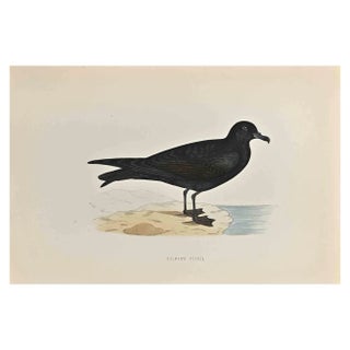 Alexander Francis Lydon, Bulwer's Petrel, Woodcut Print, 1870 For Sale