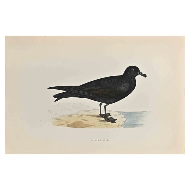 Alexander Francis Lydon, Bulwer's Petrel, Woodcut Print, 1870 For Sale