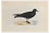 Alexander Francis Lydon, Bulwer's Petrel, Woodcut Print, 1870 For Sale