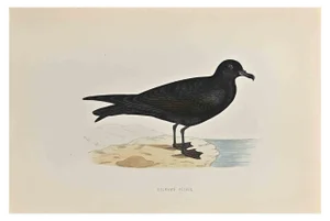 Alexander Francis Lydon, Bulwer's Petrel, Woodcut Print, 1870
