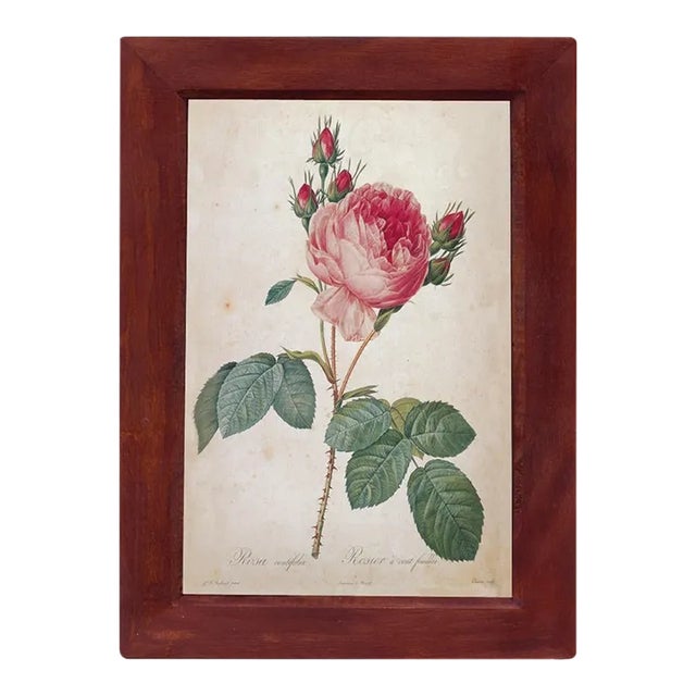 Cabbage Rose Rosa Centifolia Vintage Color Illustration Reproduction Print Behind Glass in Wood Frame For Sale