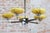 Art Deco Chandelier in Chrome and Beech, Czech, 1920s For Sale - Image 3 of 14