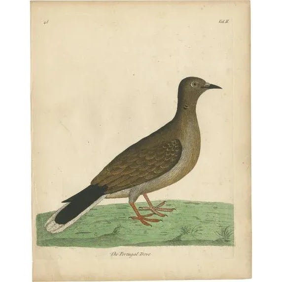 Albin, Portugal Dove, 1740, Print For Sale - Image 6 of 6