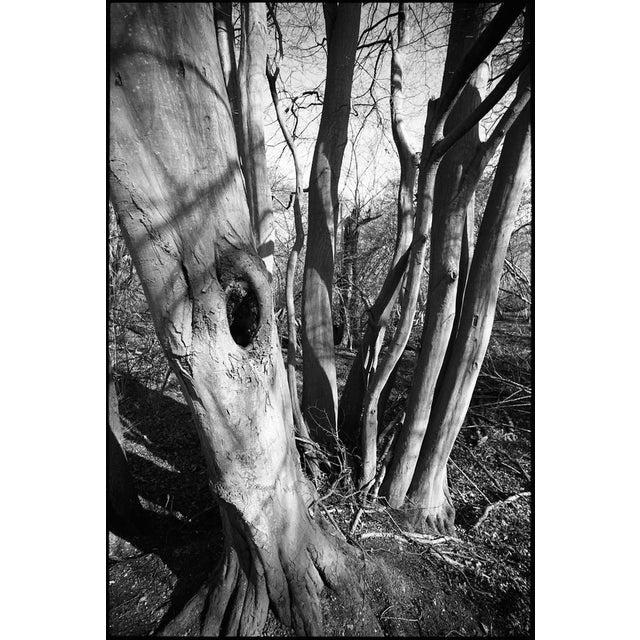 Paul Cooklin, Shadowed Tree, Silver Gelatin Photograph For Sale