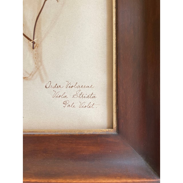 Rustic European 19th Century Swedish Herbarium, Violet - Woodland Collection For Sale - Image 3 of 7