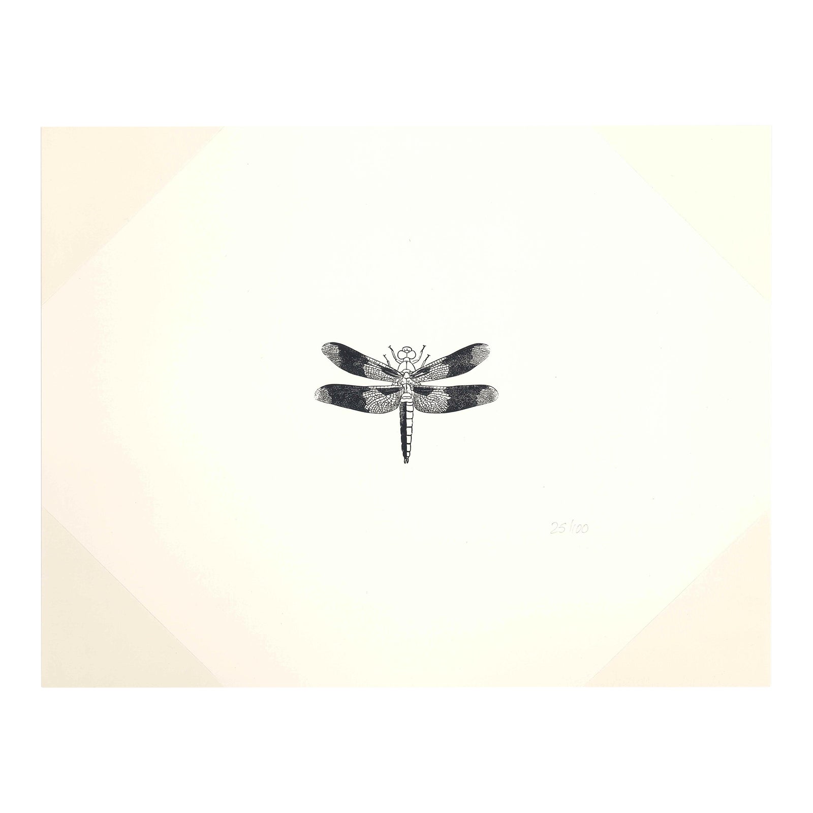 Insect Illustration by CV Riley Dragonfly Modern Reprint of 1800s ...