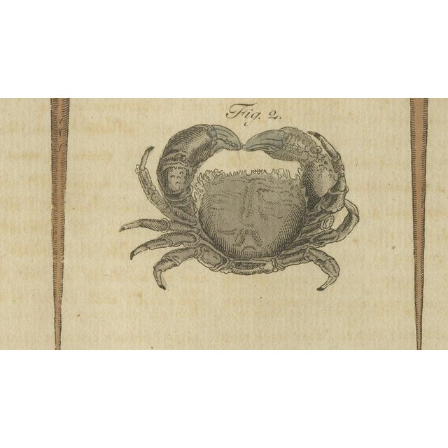 Antique Lobster Crab and Horseshoe Crab Engraving by Bertuch, 1792 For Sale - Image 6 of 9