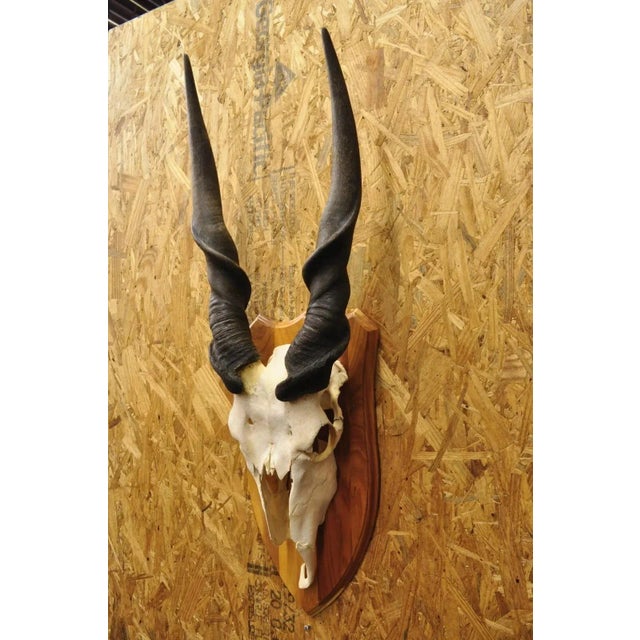 Rustic Vintage African Eland Skull Mount With Twisted Horns Taxidermy Cabin Decor For Sale - Image 3 of 10