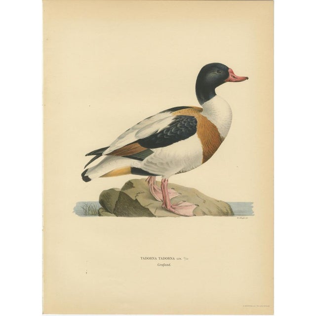 Swedish Birds, 1929, Lithographs, Set of 4 For Sale - Image 6 of 10