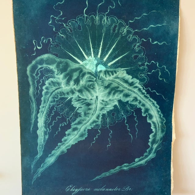 26.5”t x 19”w. Brilliant shades of blue and green define this print on deckled heavy paper, titled "Chryfaora melanaster....