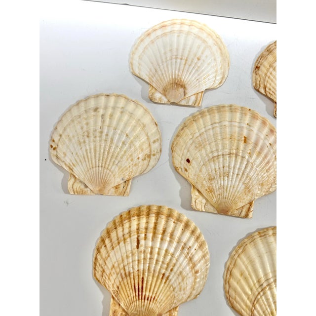 Mid 20th Century Vintage Natural Scallop Shell Appetizer Plates – Coastal Entertaining Seafood Serving Set (7) For Sale - Image 5 of 12