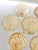 Mid 20th Century Vintage Natural Scallop Shell Serving Dishes, Coastal Set of 7 For Sale - Image 5 of 12