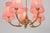 Vintage Swedish Five-Arm Brass Chandelier with Pink Shades, 1940s For Sale - Image 10 of 13