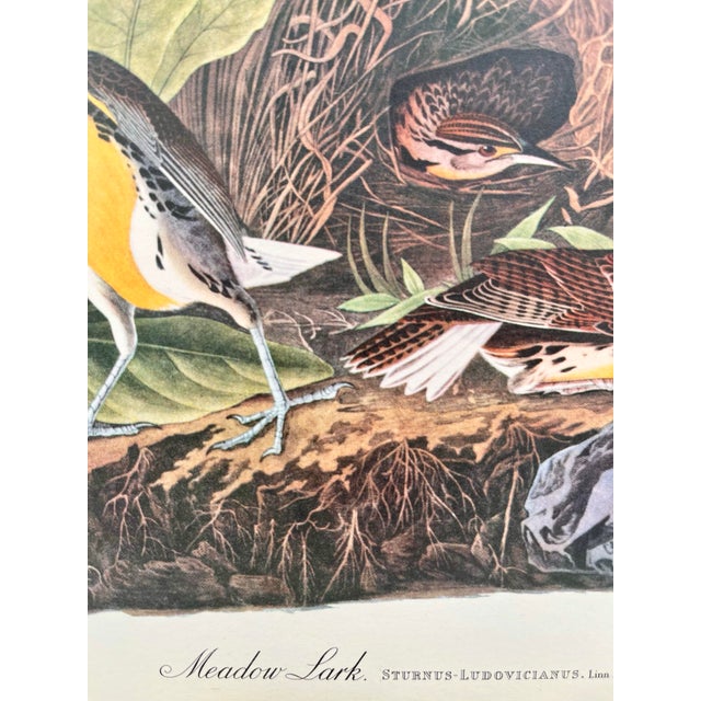 Paper 1964 Audubon Folio Lithograph Great Bird Paintings - "Meadow Lark" 17x14 For Sale - Image 7 of 8