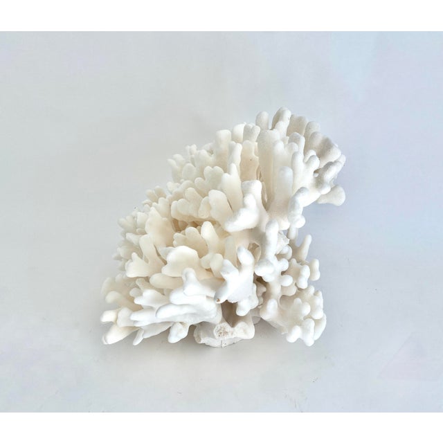Extraordinary Natural Pacific Elkhorn Coral Specimen For Sale In Los Angeles - Image 6 of 9