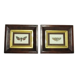 Pair of Antique English Framed Moth Paintings For Sale