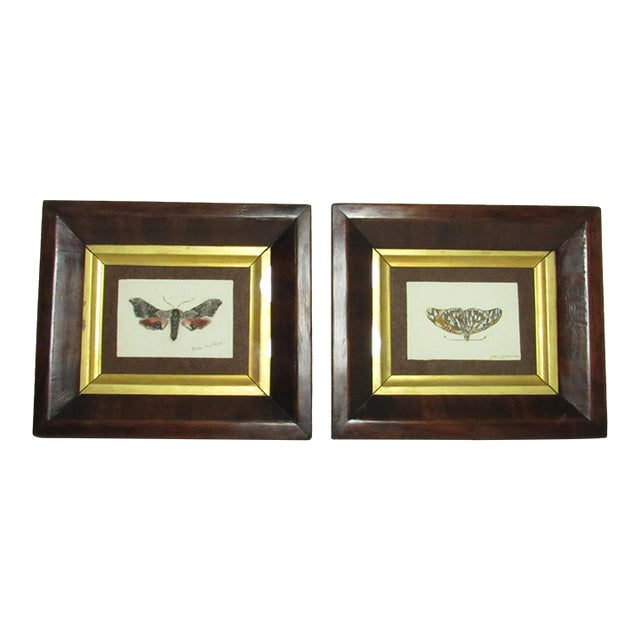 Pair of Antique English Framed Moth Paintings For Sale