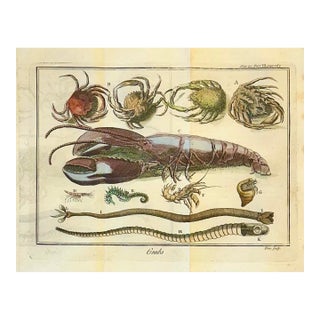 Lobster, Seahorse & Crab Original Engraving Le Spectacle De La Nature, Paris, 1741 For Sale