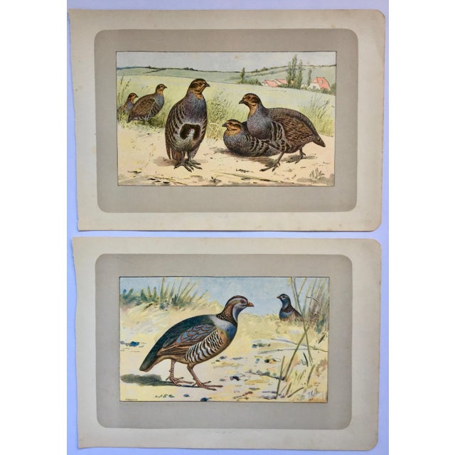 1907 French Photogravure Print of Barbary Partridges & Grey Partridges For Sale - Image 11 of 11