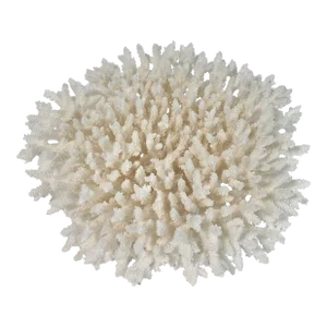 Natural Table Coral Specimen Coastal Decor
