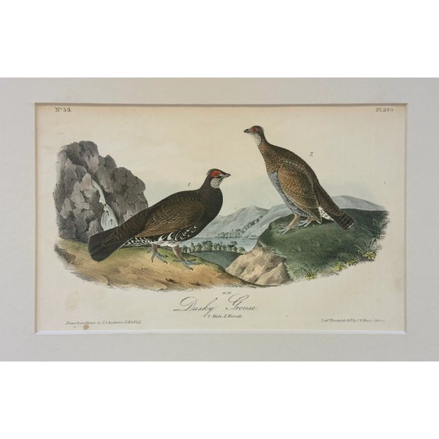 Traditional Dusky Grouse by Audubon, 1840 (1st Edition, Octavo) For Sale - Image 3 of 4