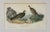 Traditional Dusky Grouse by Audubon, 1840 (1st Edition, Octavo) For Sale - Image 3 of 4
