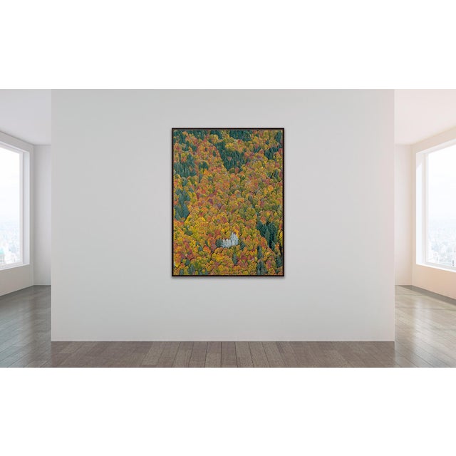 Contemporary "Bavarian_Forest_02" Contemporary Limited Edition Fine Art Photograph by Bernhard Lang For Sale - Image 3 of 9