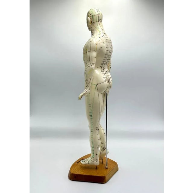 Vintage Vinyl Meridian Model from Newgen Medicals, 1970 For Sale - Image 6 of 10