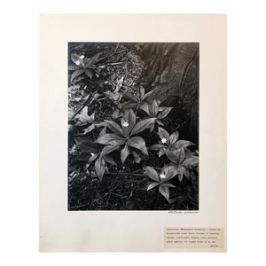 Samuel Gottscho, Vintage Silver Gelatin Signed Photograph Samuel Gottscho Garden Flowers Photo NY, c.1960s