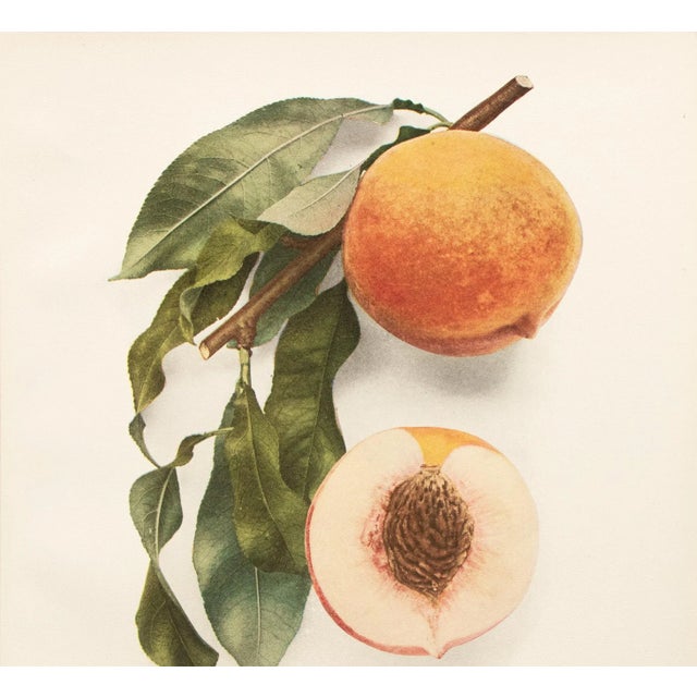 Farmhouse 1900s U. P. Hedrick, Original Antique Photogravure of Illinois Peaches For Sale - Image 3 of 7