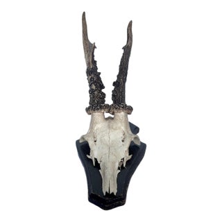 Vintage 1973 German Roe Deer Antler Mount With Matching Jawbone For Sale