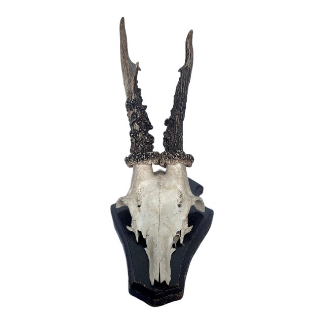Vintage 1973 German Roe Deer Antler Mount With Matching Jawbone For Sale