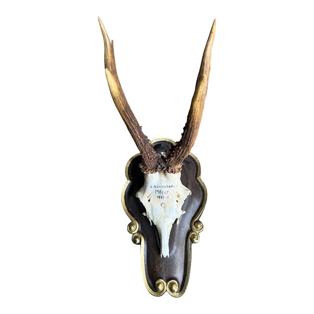 Roe Deer Trophy Ds26 Black Foret Antlers Mount For Sale