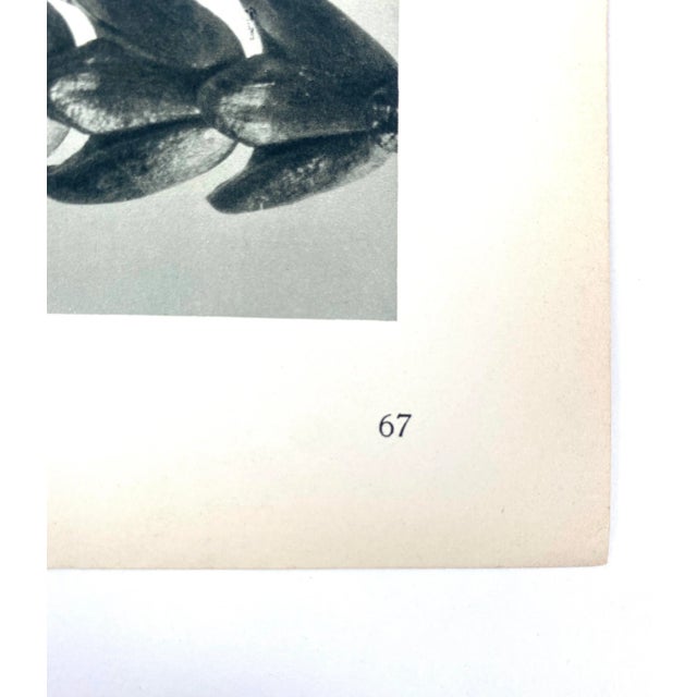 Photorealism Framed Vintage Botanical Blossfeldt Print - No. 67 For Sale - Image 3 of 5