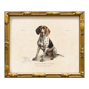 Reproduction Art Print of Vintage "World of Dogs" Illustration (German Shorthaired Pointer), Framed