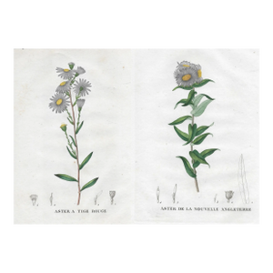 Pair of Antique French Botanical Engravings by Jean Henri Jaume Saint-Hilaire