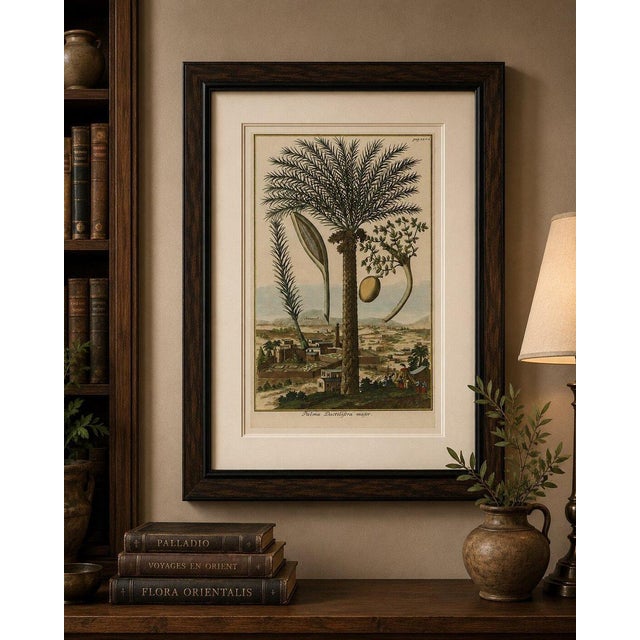 J.C. Volkamer, Botanical Date Palm, 1713, Engraving For Sale - Image 6 of 9