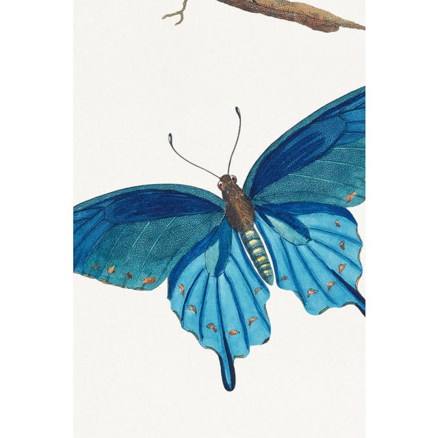 Not Yet Made - Made To Order Butterflies by Thomas Say, Vintage Entomology Art Print Reproduction, 24" × 36" For Sale - Image 5 of 8