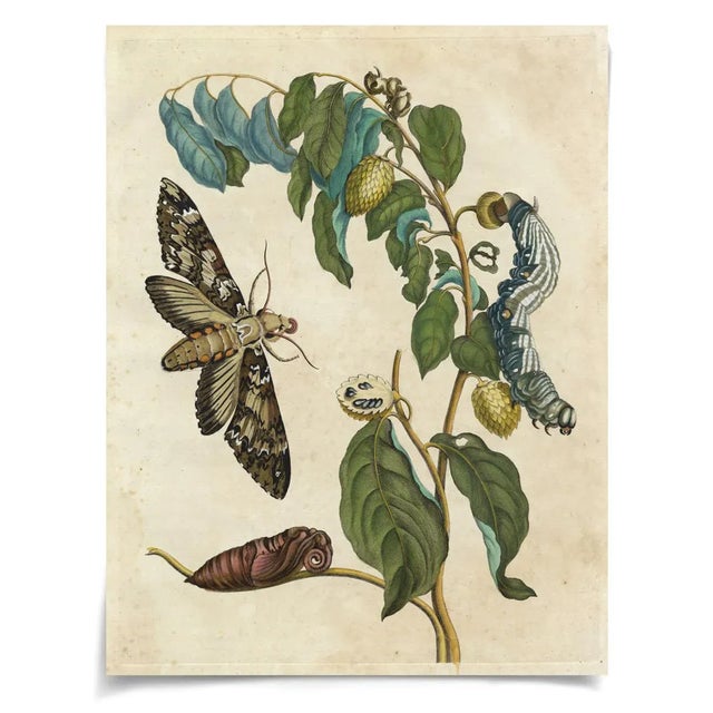 Contemporary Merian Butterfly 5, Unframed Artwork For Sale - Image 3 of 3