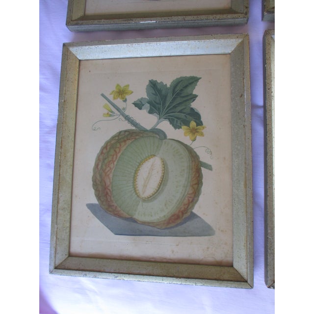English Early 19th Century George Brookshaw (1751-1823) Melon Prints Reproduction - Set of 4 Framed For Sale - Image 3 of 17