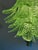 Murano Contemporary Italian Transparent “Felci” Murano Glass Chandelier Green For Sale - Image 4 of 4