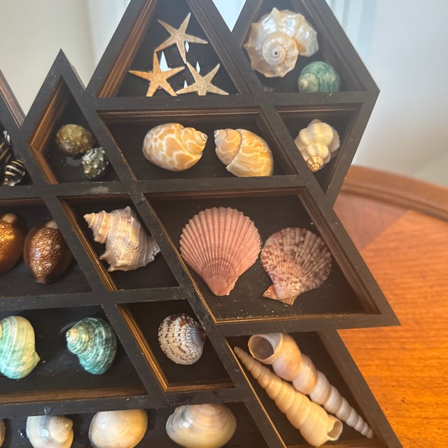 Brown Seashell Display in Geometric Wall Curio For Sale - Image 8 of 12