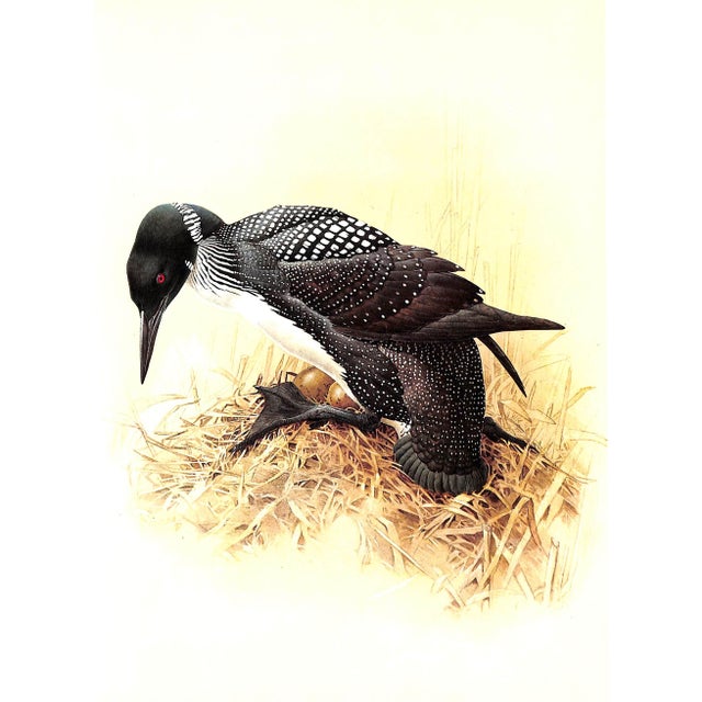 "Birds of the Northern Forest" Book 1966 Livingston, John A. For Sale - Image 10 of 11